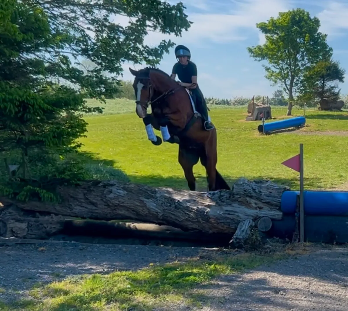 16.3hh 5 year old Gelding - Image 2
