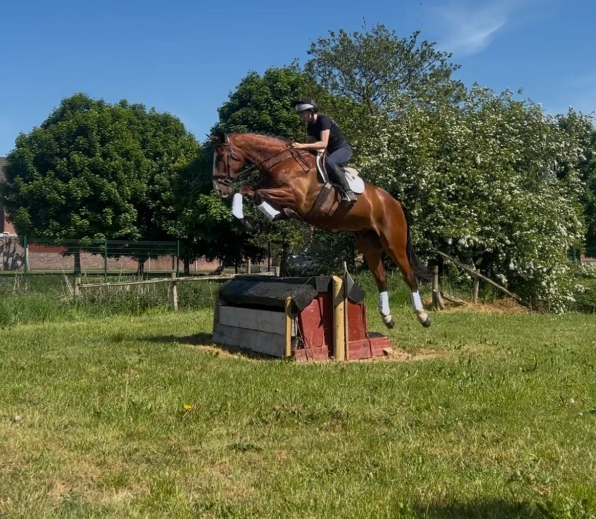 16.3hh 5 year old Gelding - Image 3