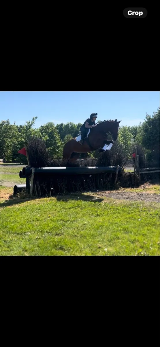 16.3hh 5 year old Gelding - Image 4