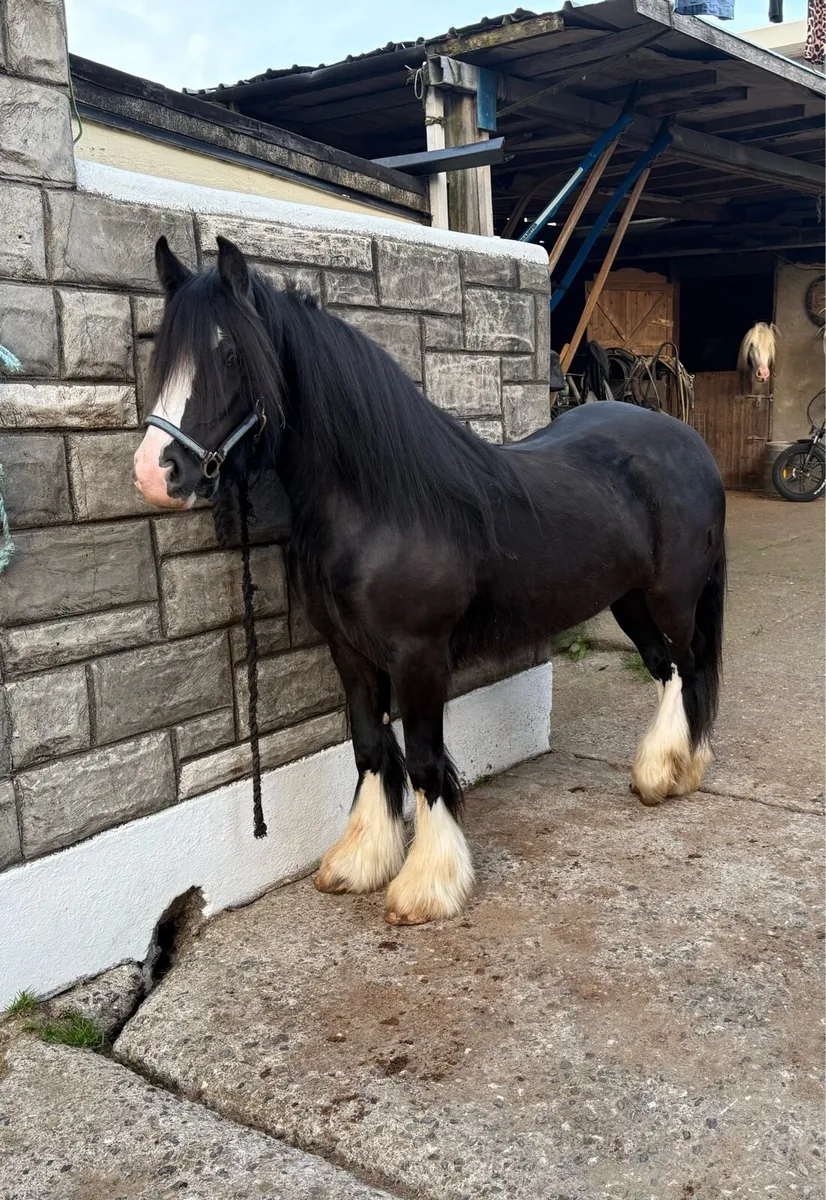 2yr old Filly - Image 1