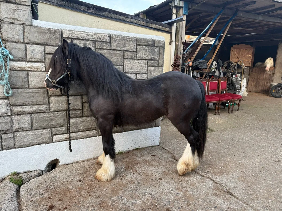 2yr old Filly - Image 2