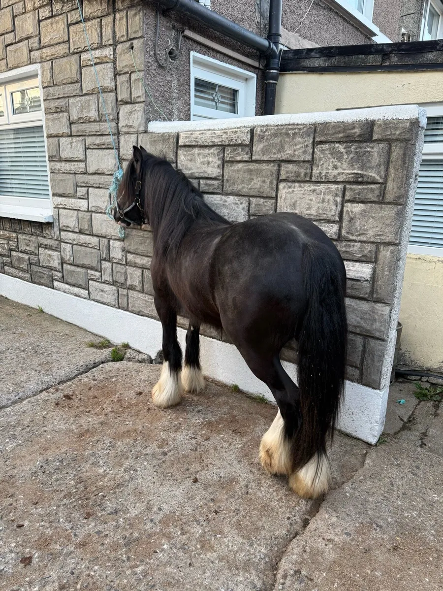 2yr old Filly - Image 3