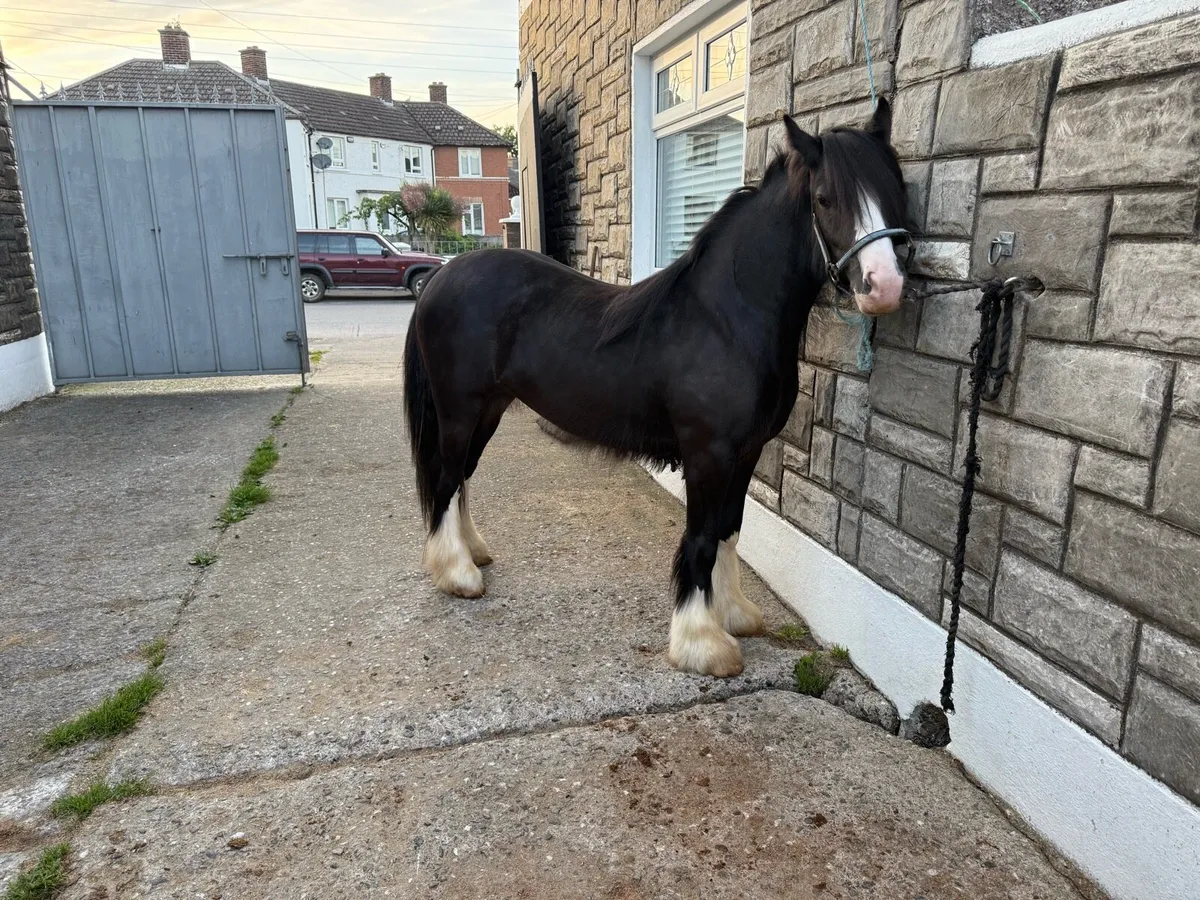 2yr old Filly - Image 4