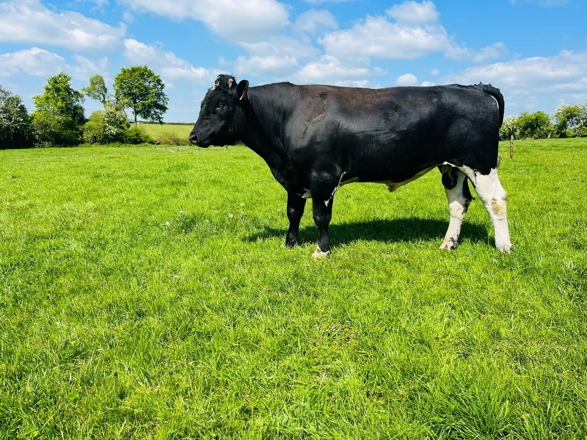 2 year old Friesian bull - Image 1