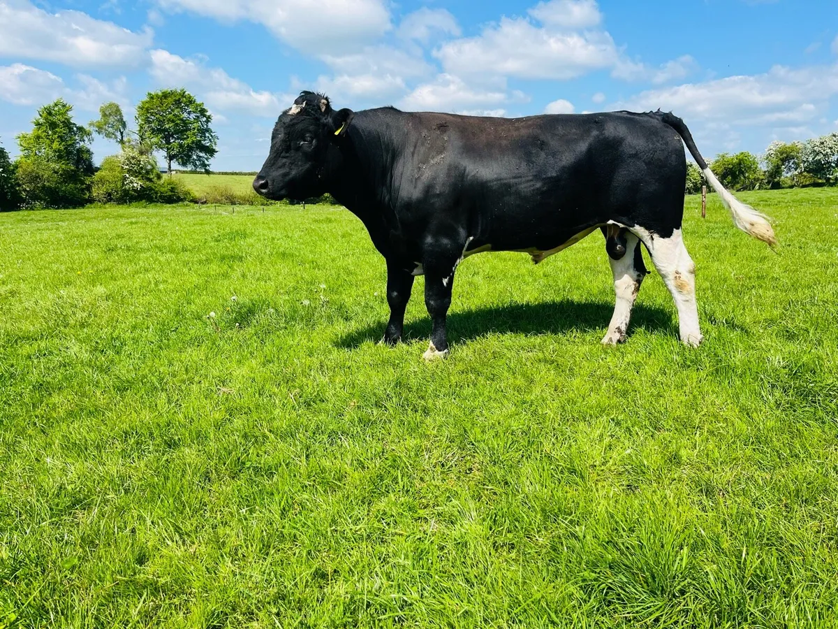 2 year old Friesian bull - Image 2