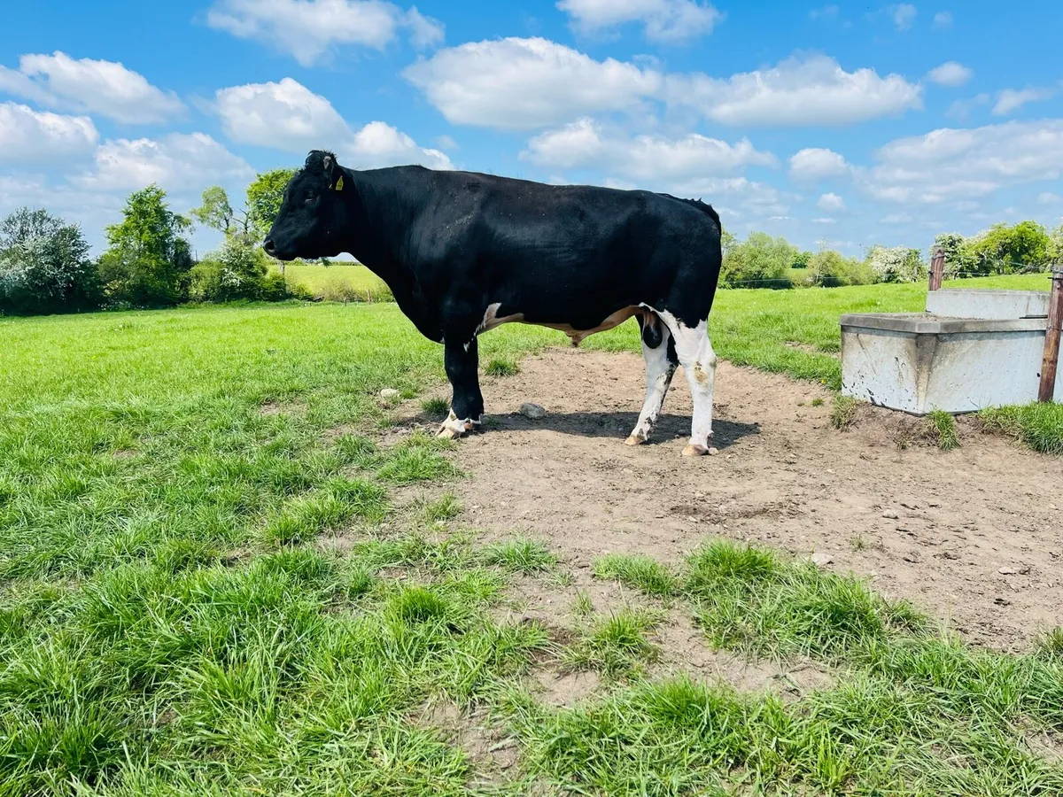 2 year old Friesian bull - Image 3