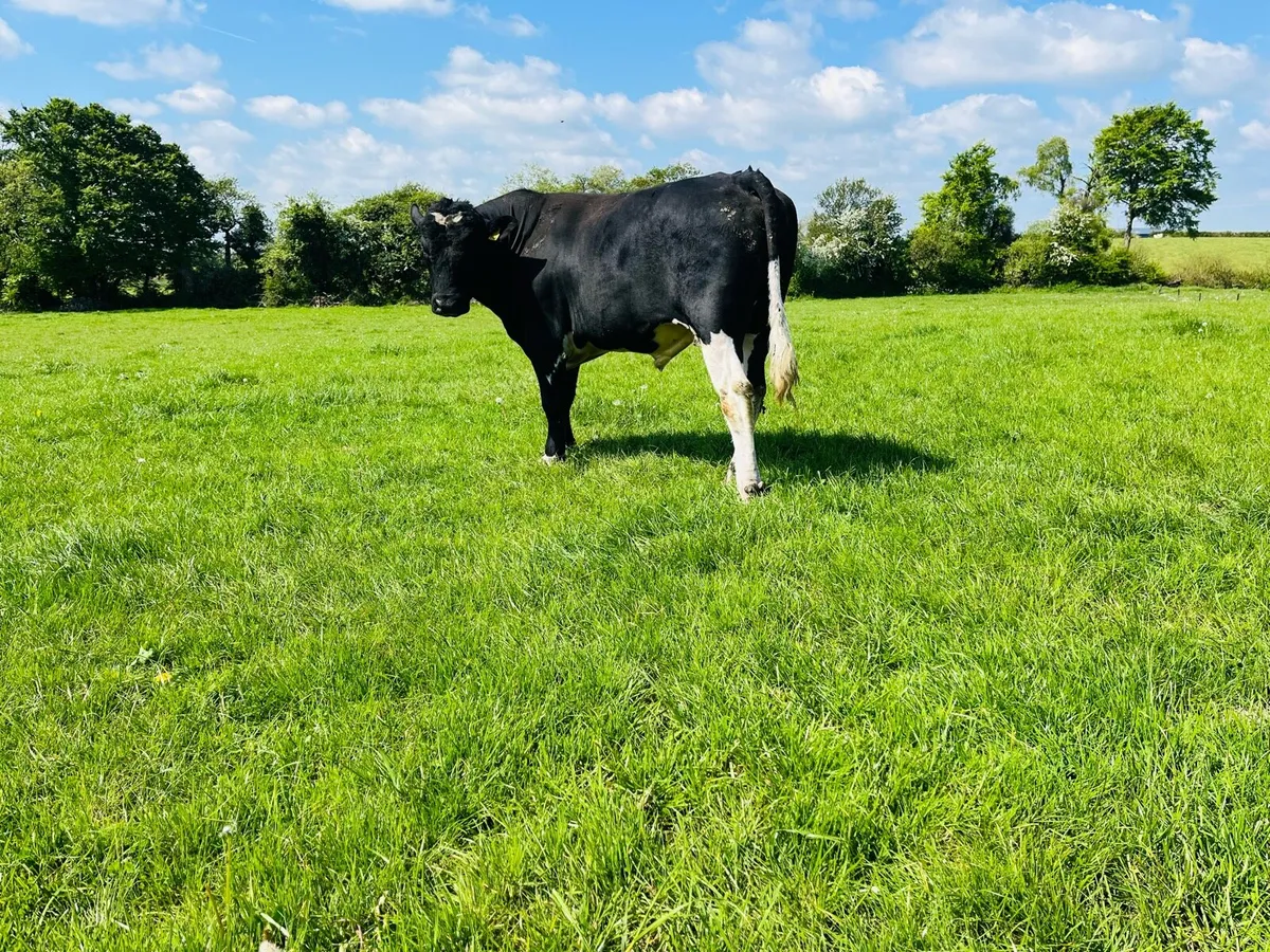 2 year old Friesian bull - Image 4
