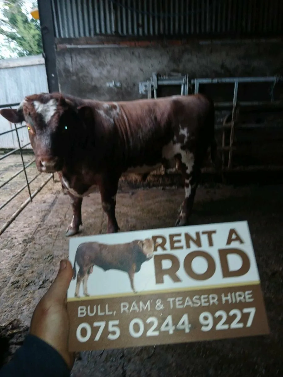 Bull hire rent a rod - Image 2