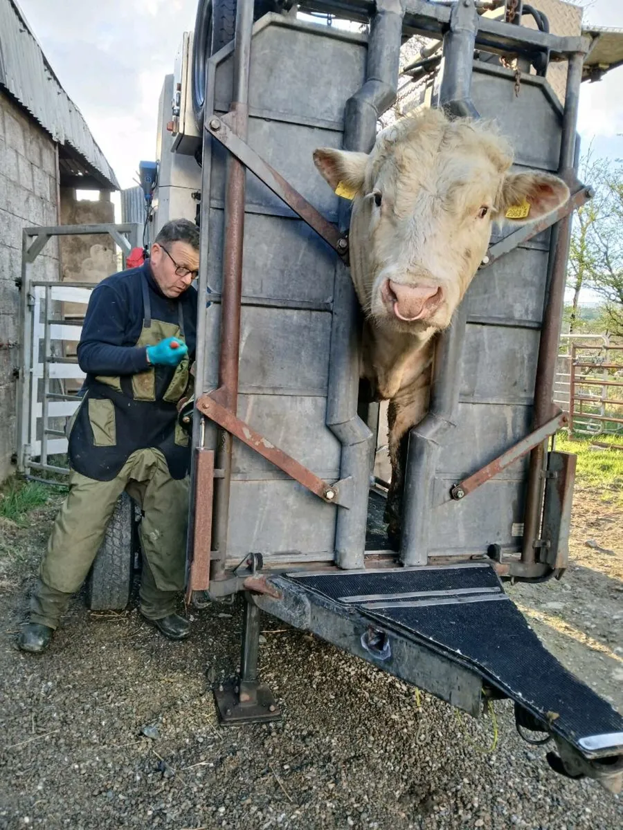 Bull hire rent a rod - Image 3