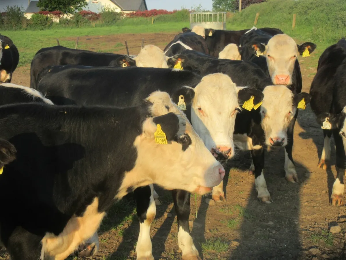 25 hereford bullocks 340kg - Image 3