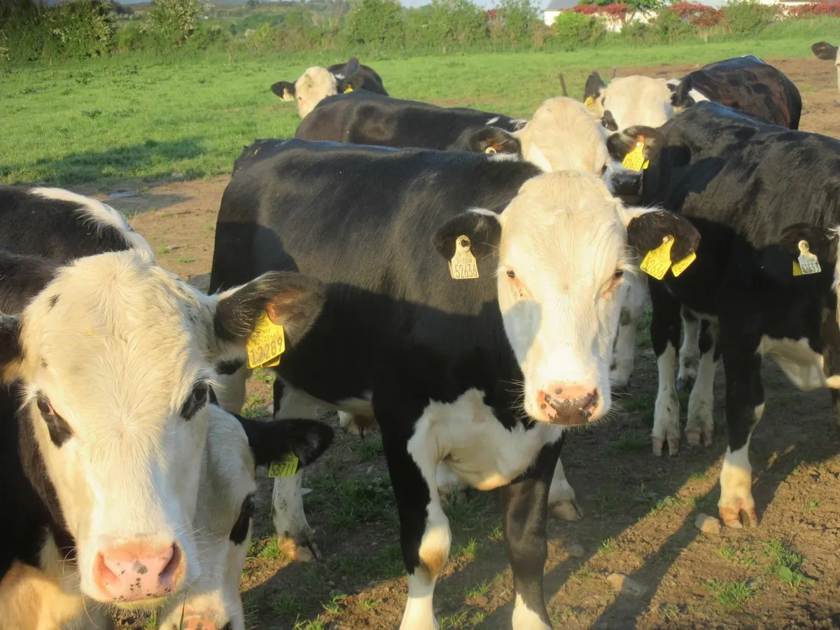 25 hereford bullocks 340kg - Image 4
