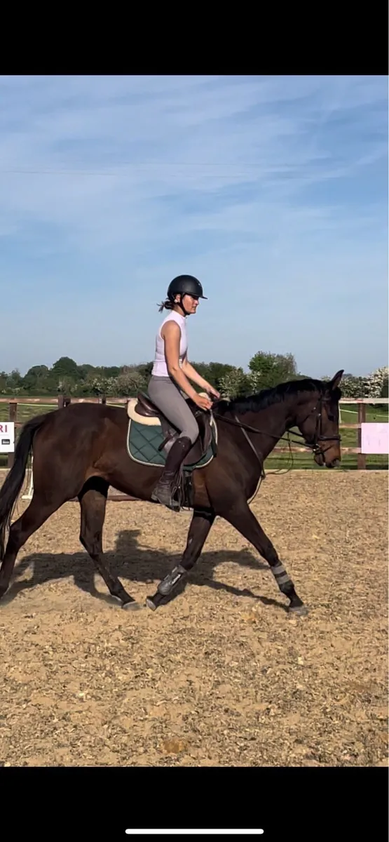 4yo 15.2 thoroughbred mare - Image 2