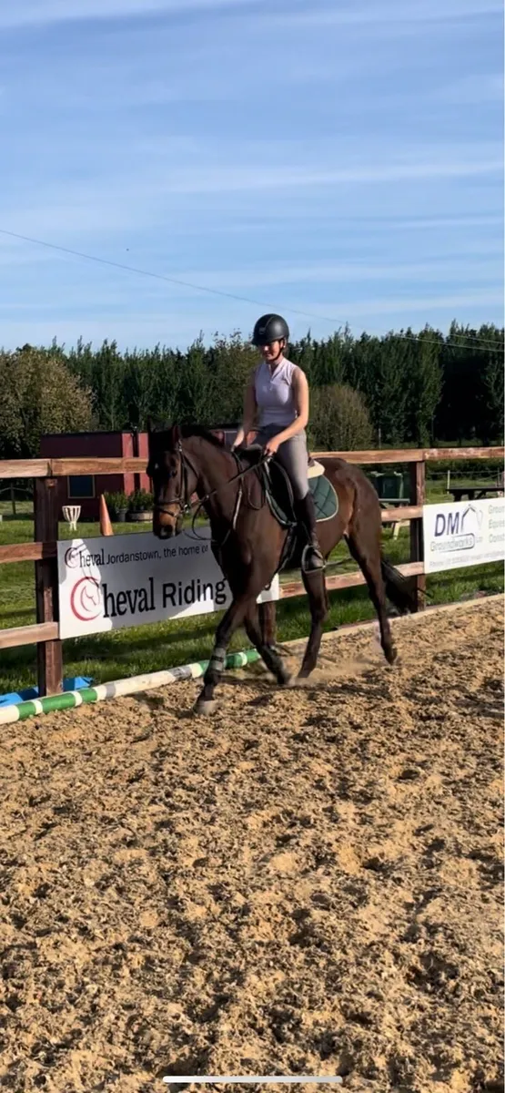 4yo 15.2 thoroughbred mare - Image 3