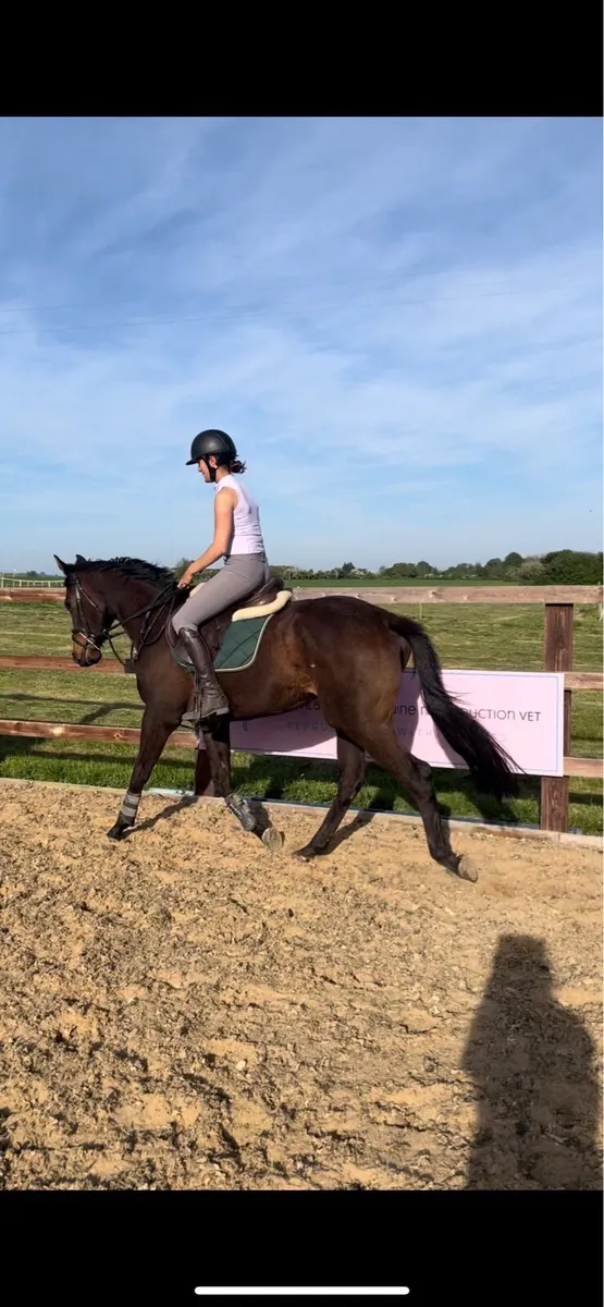 4yo 15.2 thoroughbred mare - Image 4