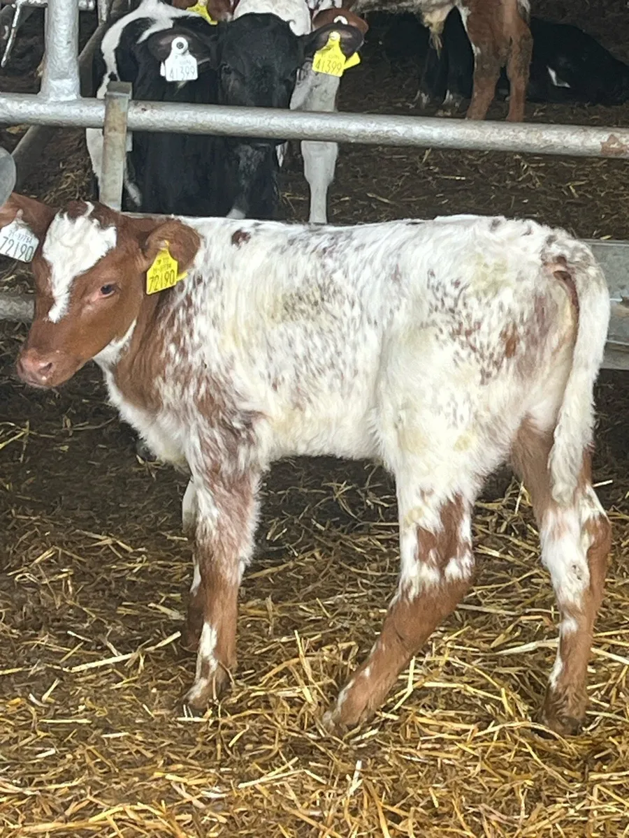 ROAN SHORTHORN HEIFER - Image 1