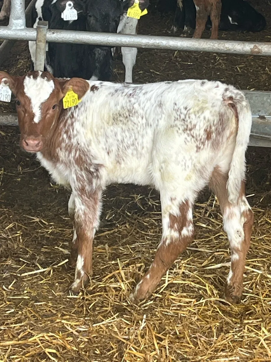 ROAN SHORTHORN HEIFER - Image 2