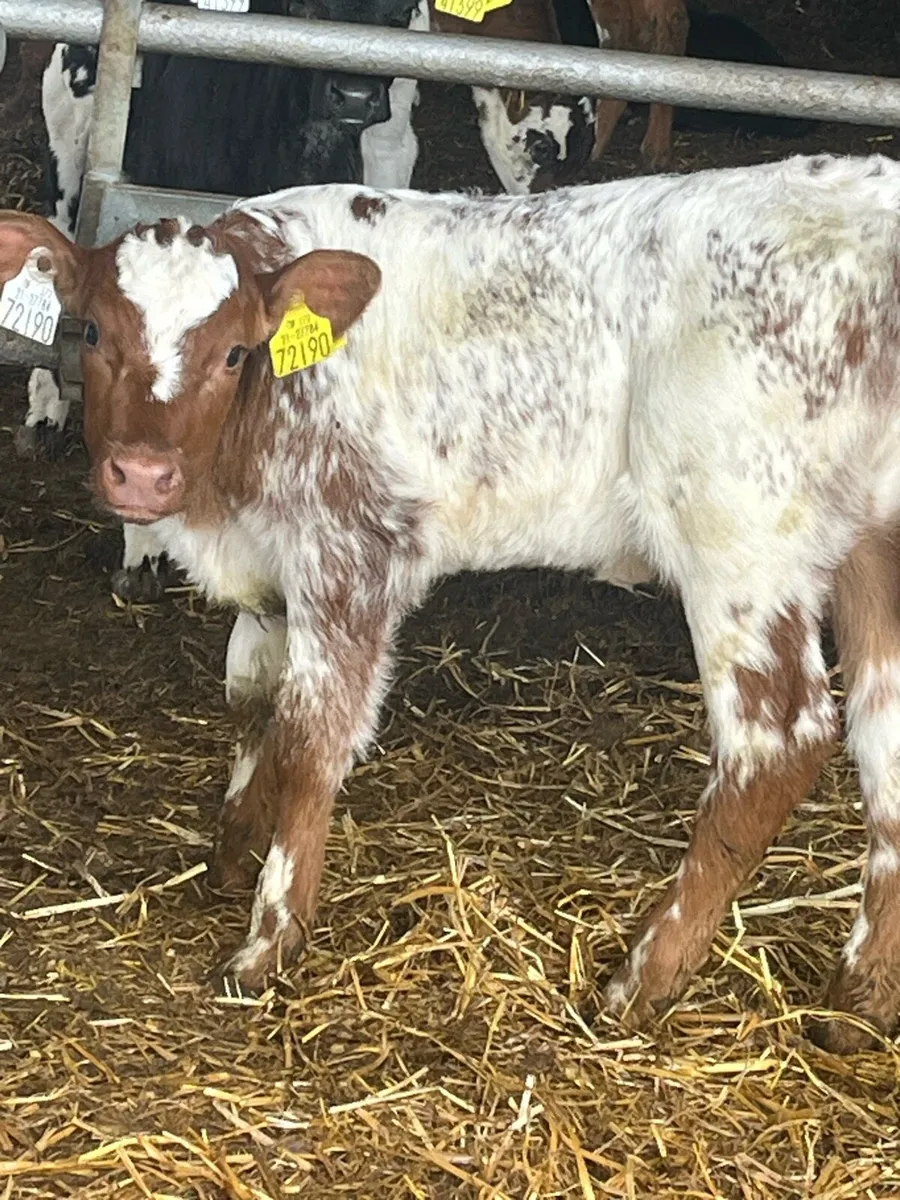 ROAN SHORTHORN HEIFER - Image 3