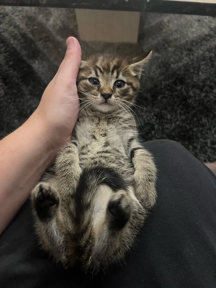 Kittens - Image 3