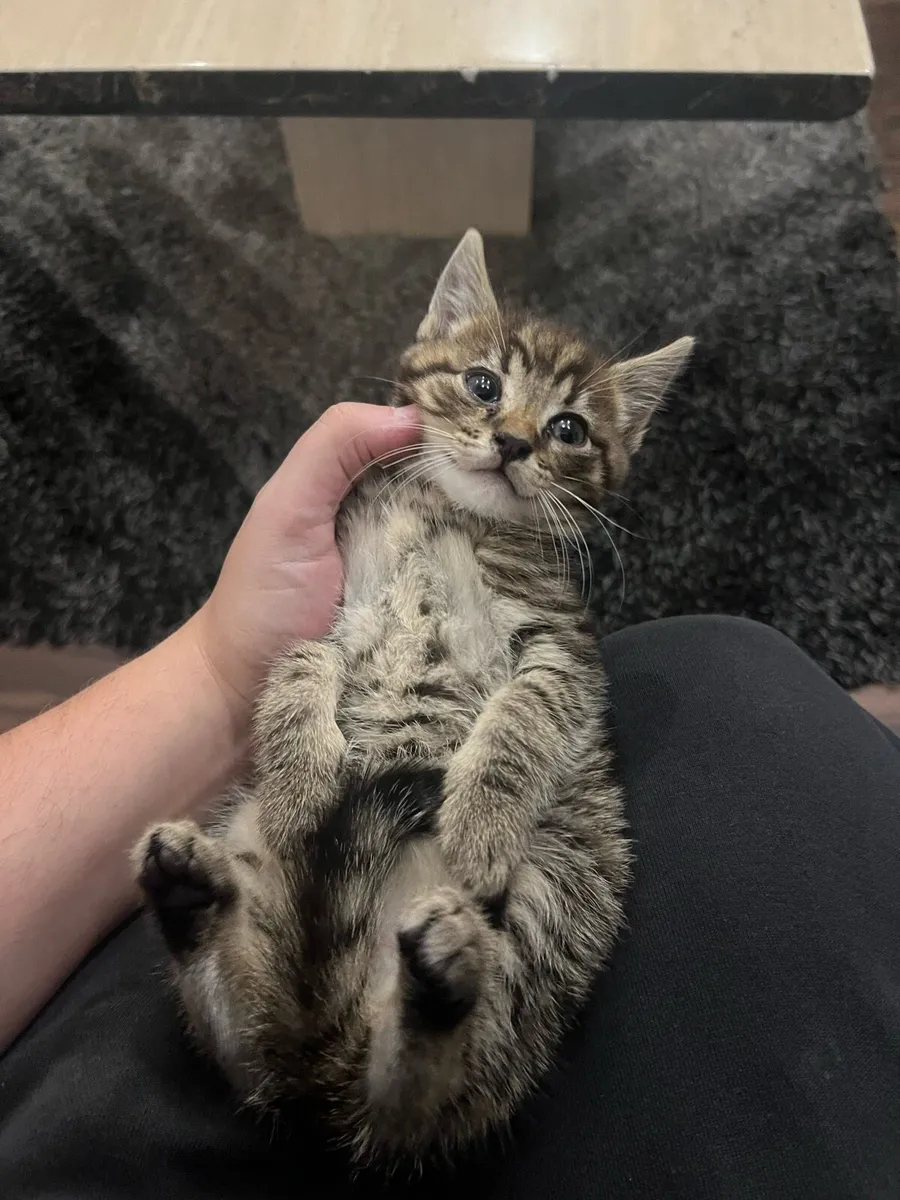 Kittens - Image 1