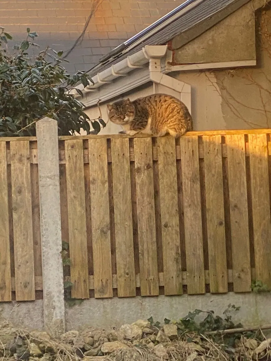 Kittens - Image 4
