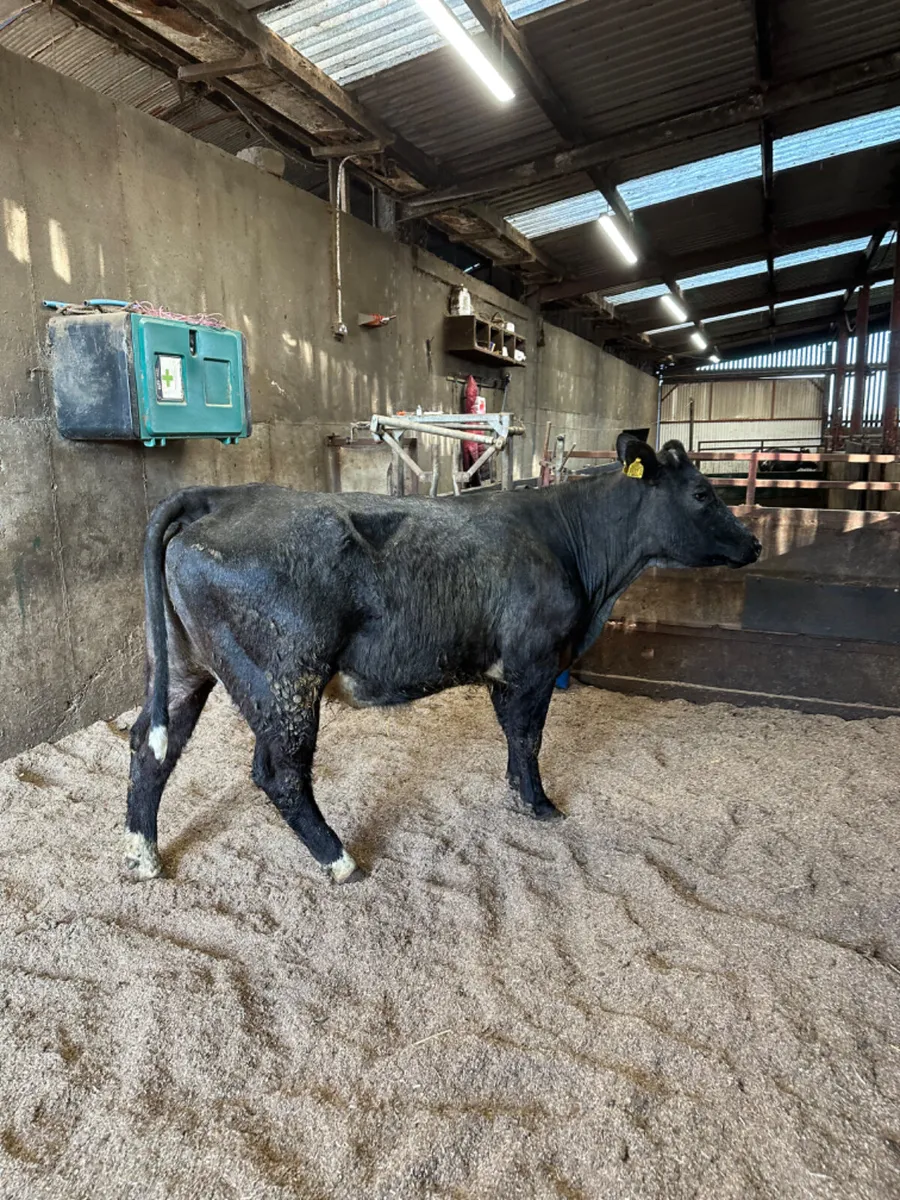 Blue grey springer - Image 4