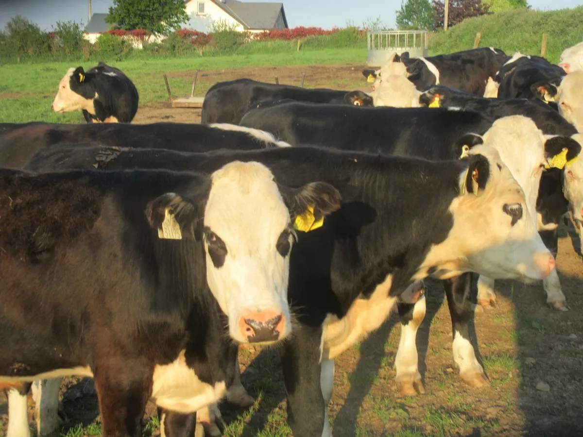 25 hereford bullocks 340kg - Image 1