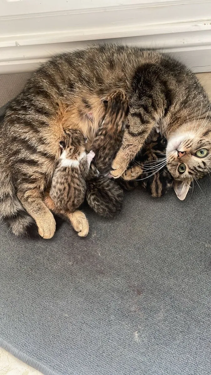 Kittens - Image 2