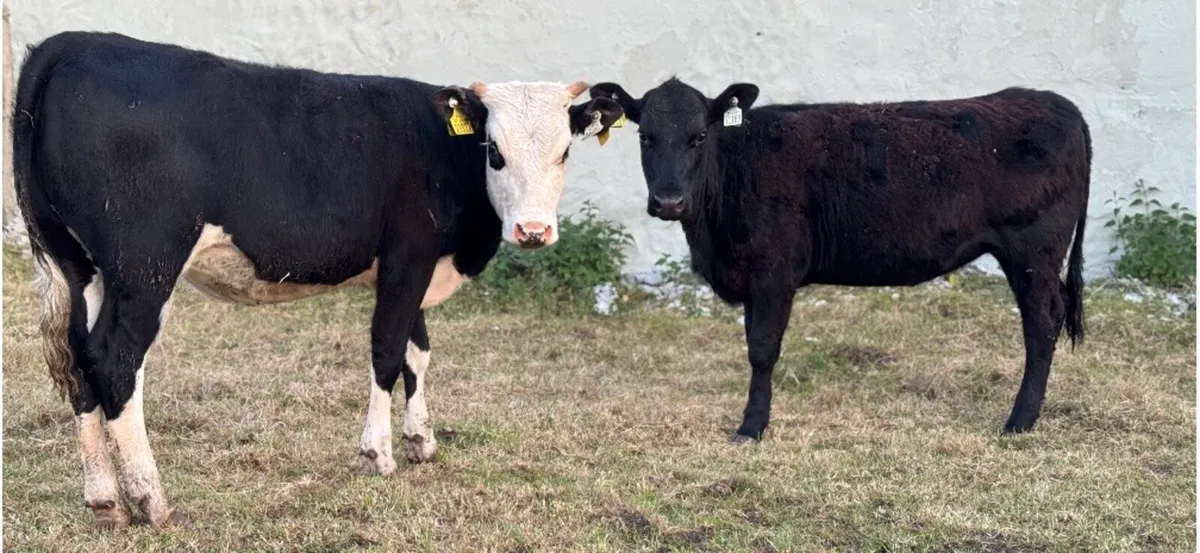 ⭐️2 Great Quality heifers⭐️ - Image 3