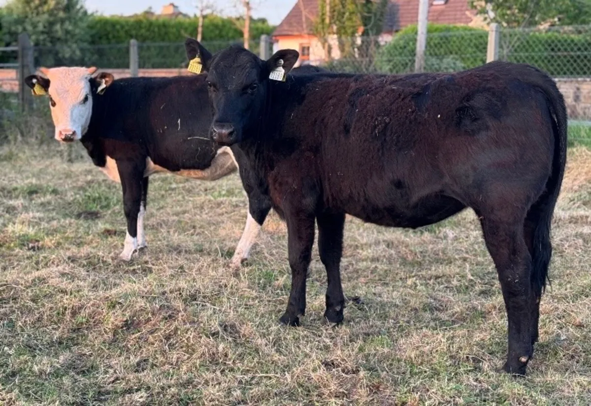 ⭐️2 Great Quality heifers⭐️ - Image 4