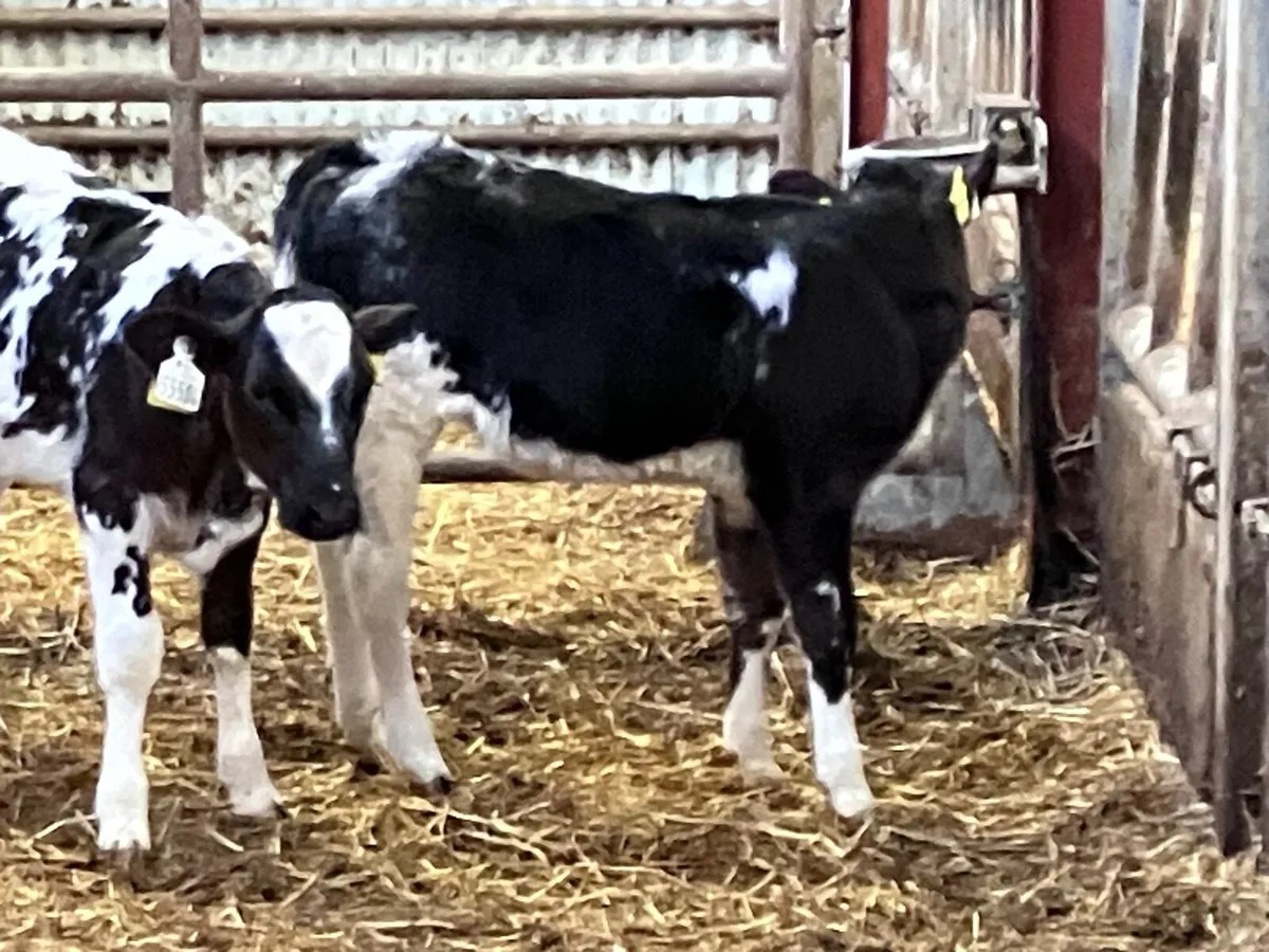 2 March born blue heifer calves for sale - Image 2
