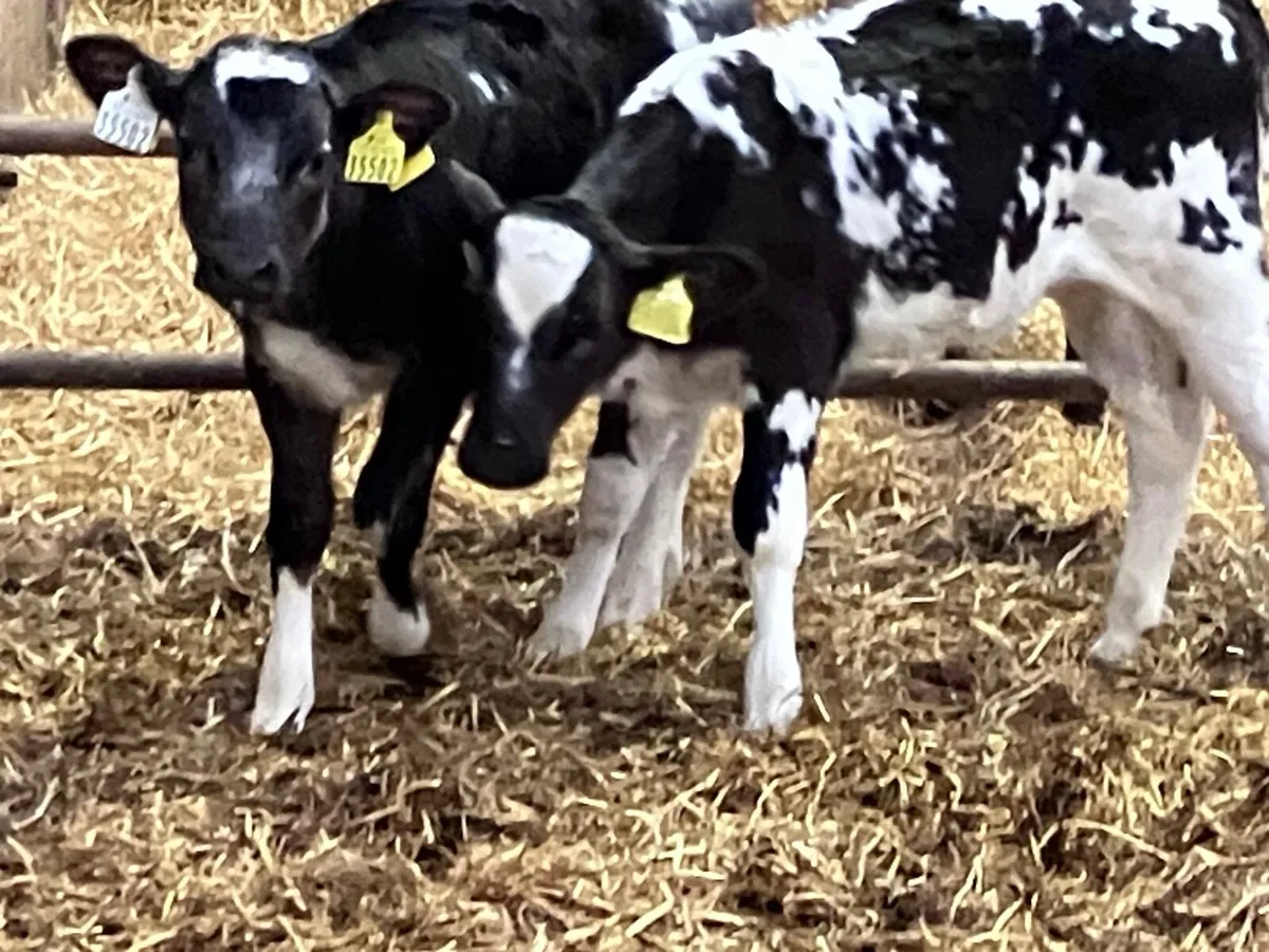 2 March born blue heifer calves for sale - Image 3