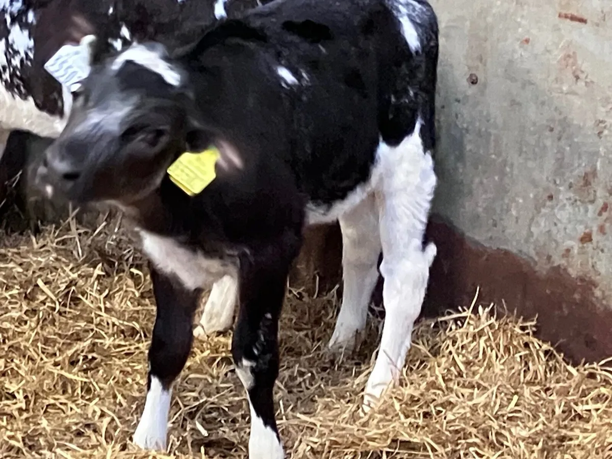 2 March born blue heifer calves for sale - Image 4