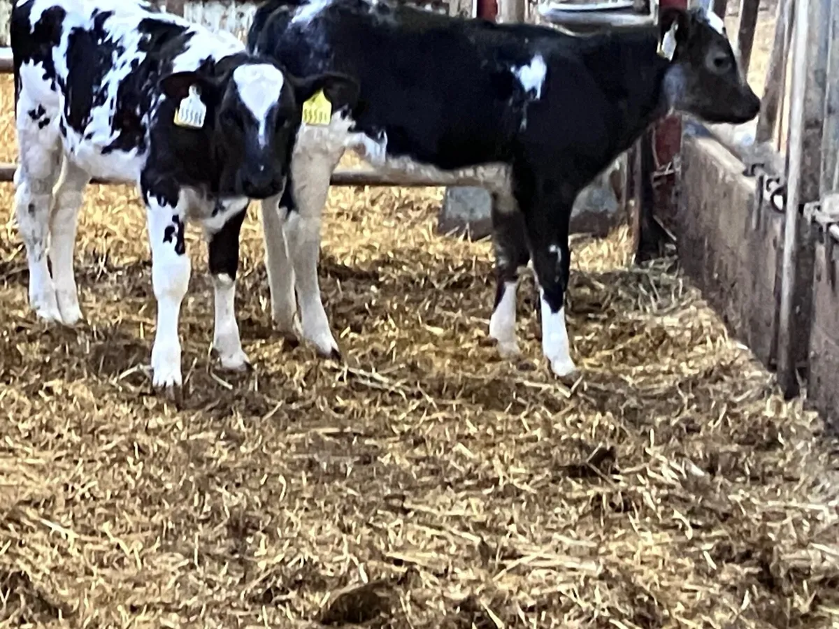 2 March born blue heifer calves for sale - Image 1