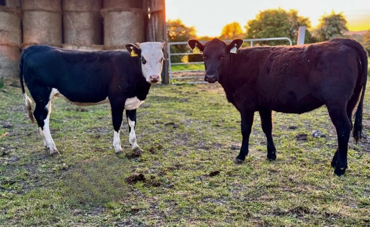 ⭐️2 Great Quality heifers⭐️ - Image 2