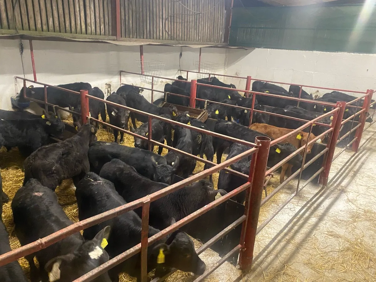 Angus Calves - Image 1
