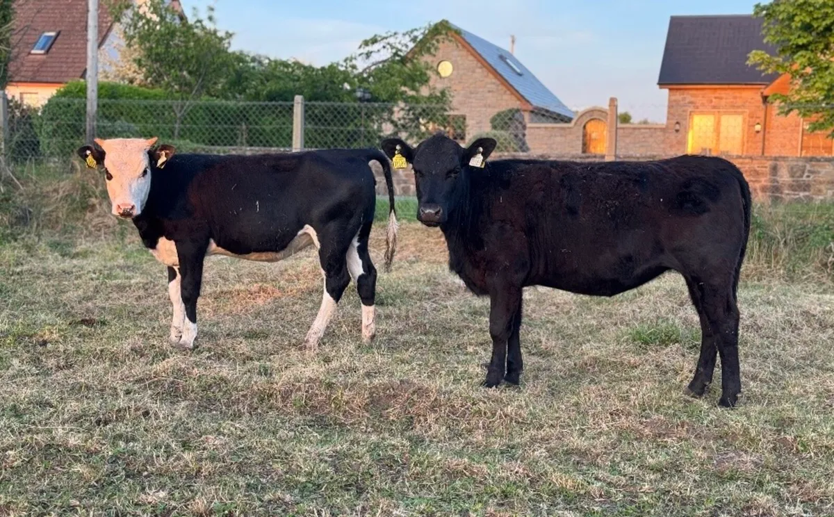 ⭐️2 Great Quality heifers⭐️ - Image 1