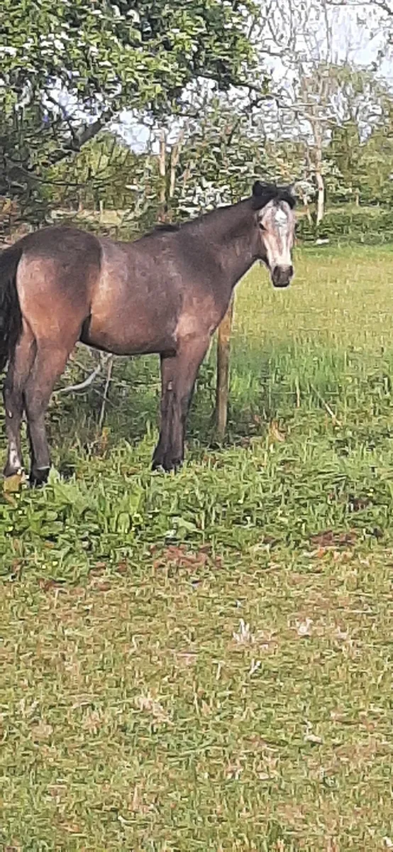 Filly - Image 1