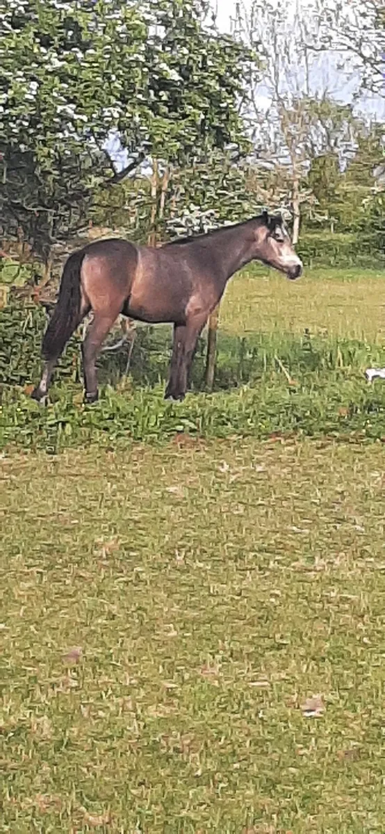 Filly - Image 2