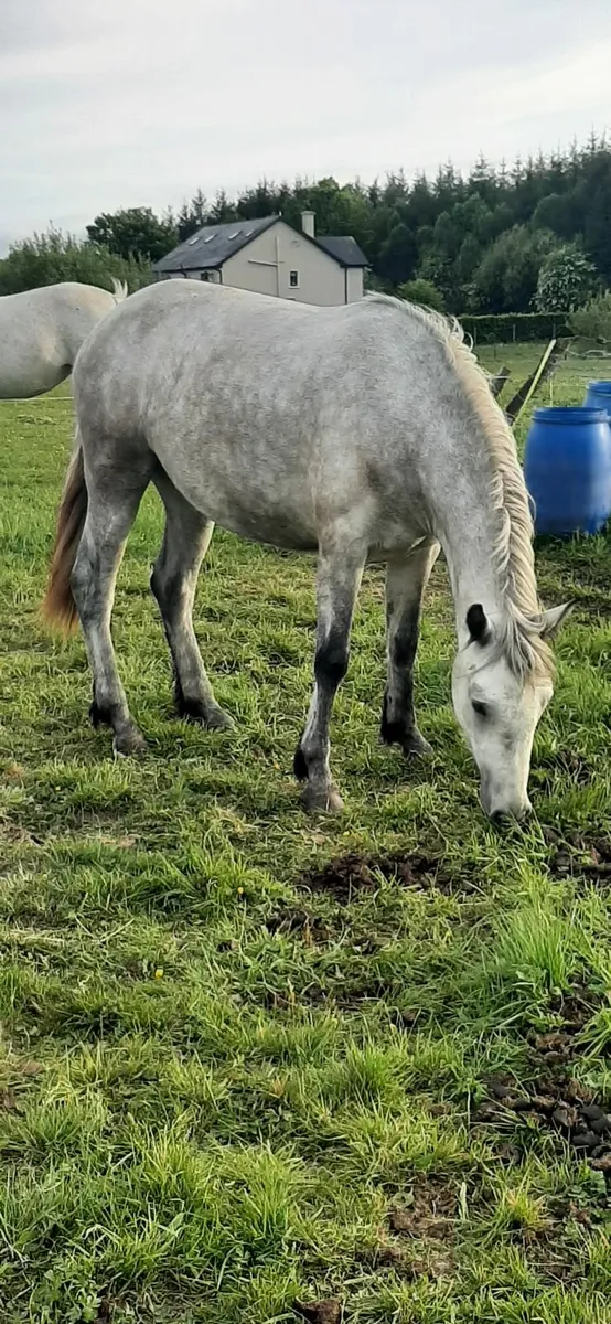 Filly - Image 3