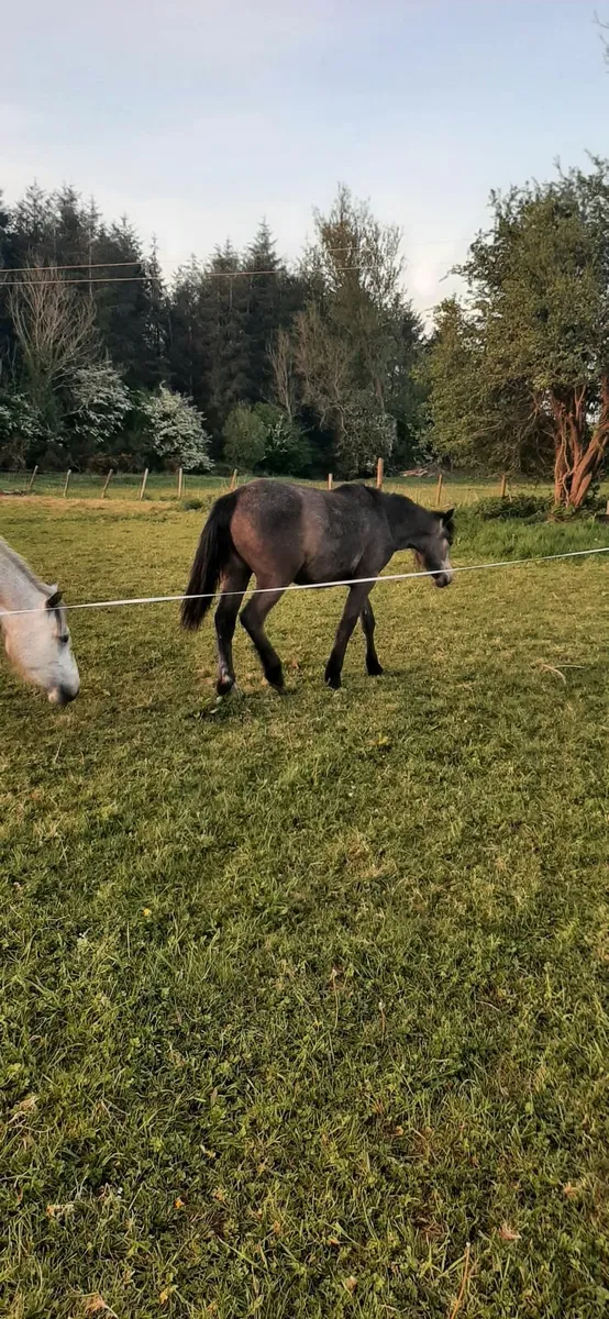 Filly - Image 4