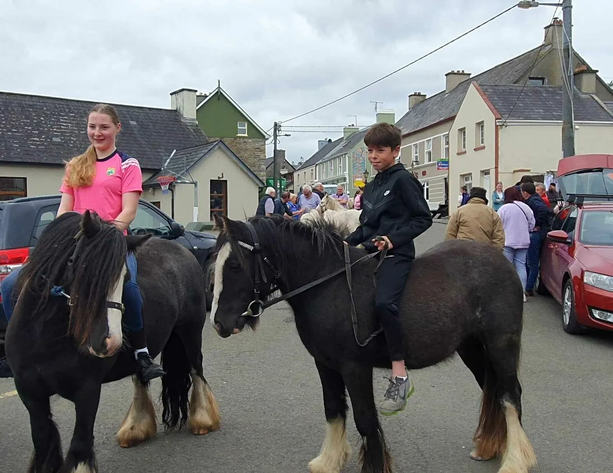 8yo cob mare very quiet for children - Image 1