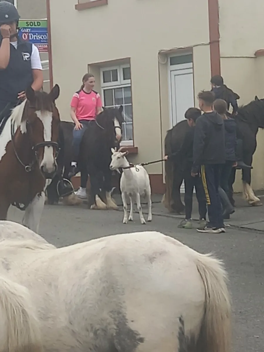 8yo cob mare very quiet for children - Image 2