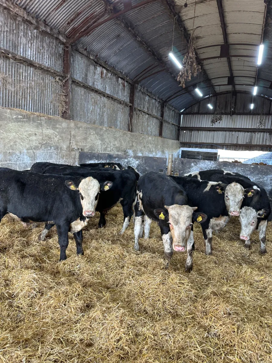 Hereford bulls - Image 1