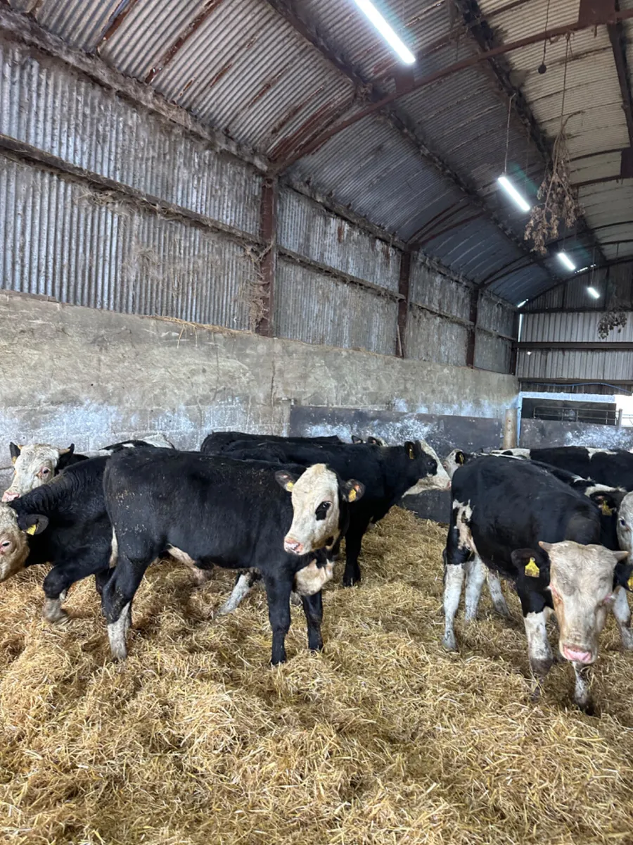 Hereford bulls - Image 2