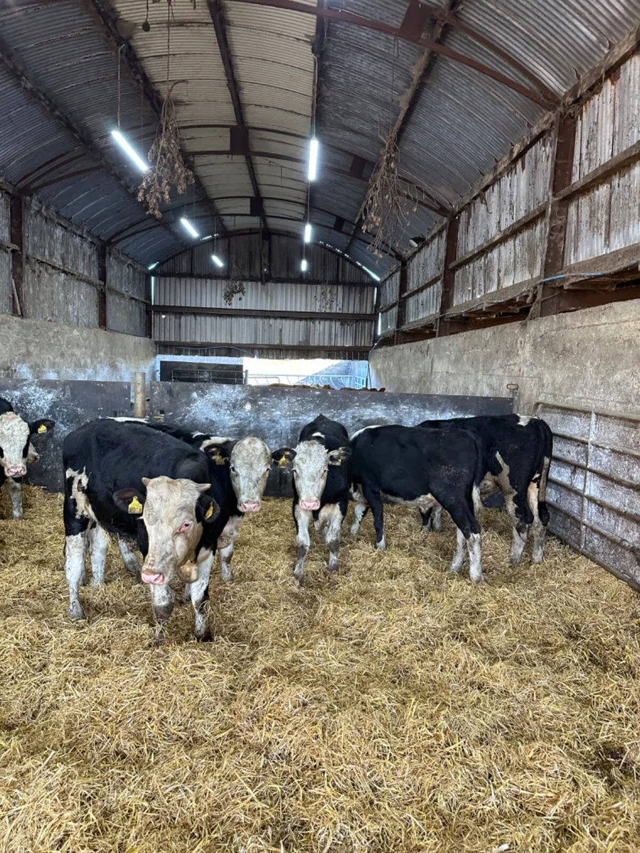 Hereford bulls - Image 4