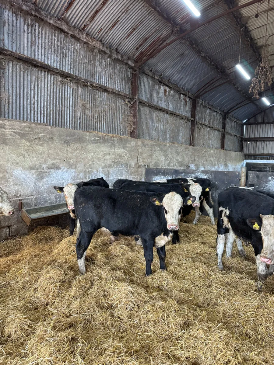 Hereford bulls - Image 3