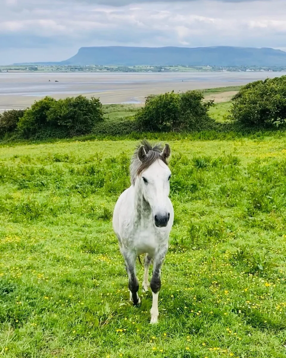Irish Draught, gelding, gray, 7 years - Image 1