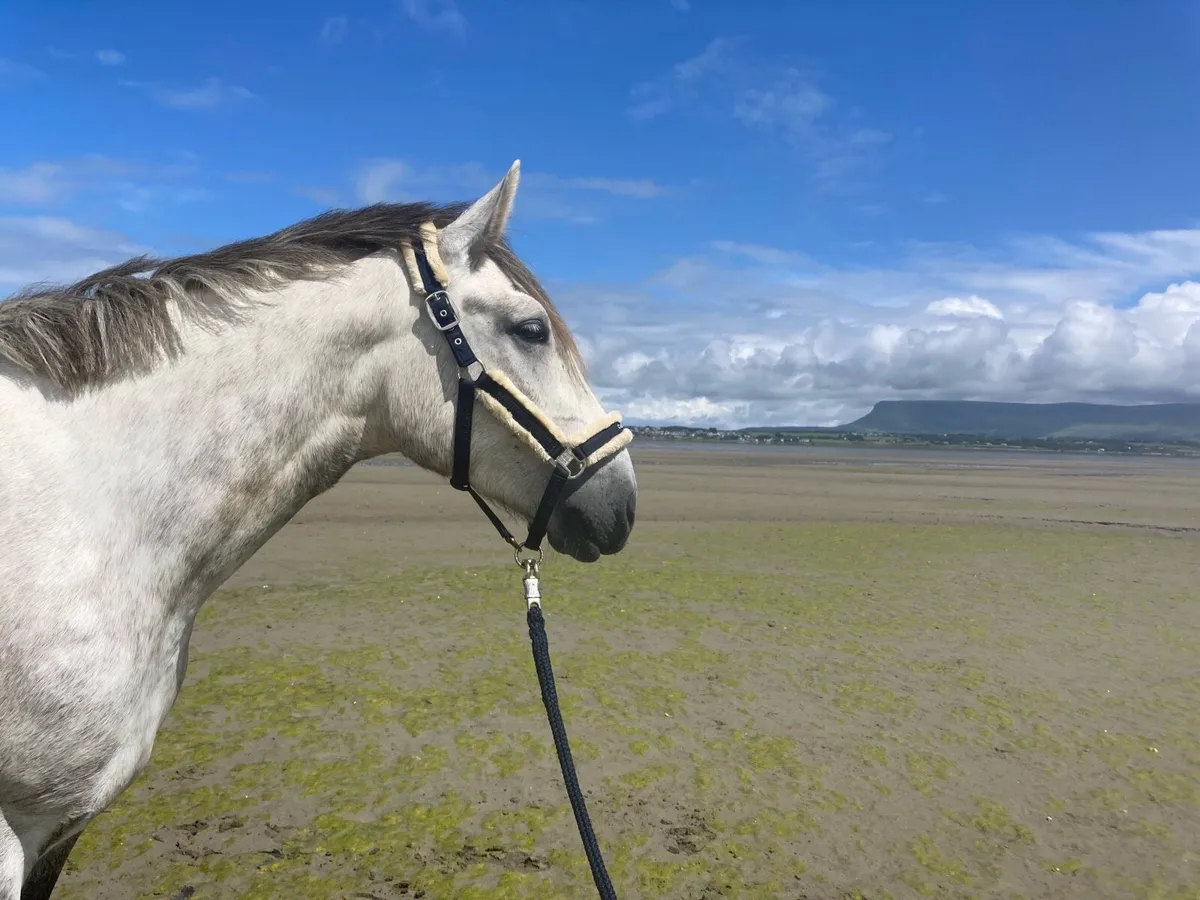 Irish Draught, gelding, gray, 7 years - Image 2