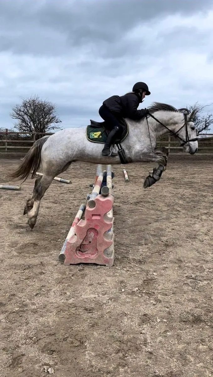 Irish Draught, gelding, gray, 7 years - Image 3
