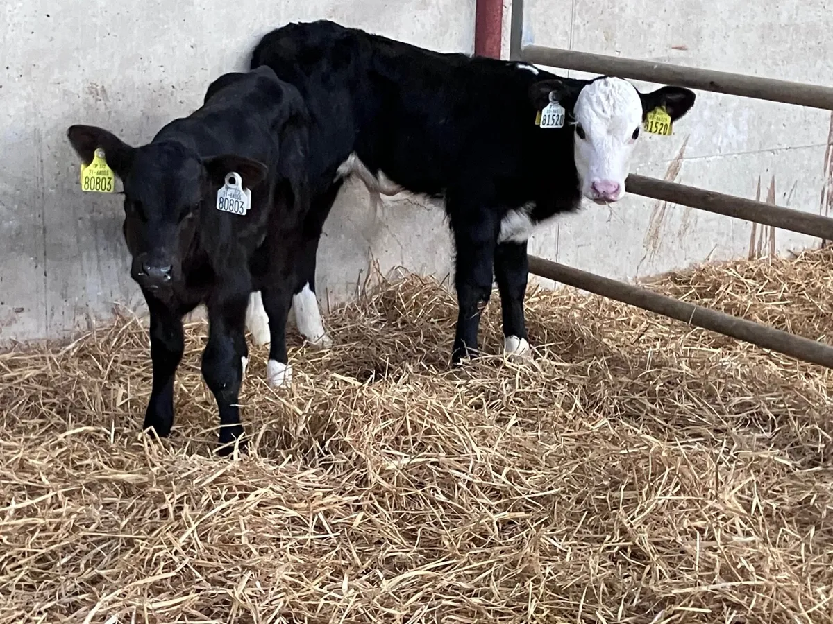 2 Hereford & Angus bull calves for sale - Image 1
